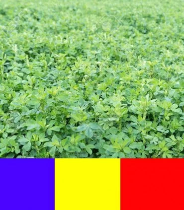 Seminte de lucerna Dobrogea, Tratata , 50 kilograme , livrare inclusa