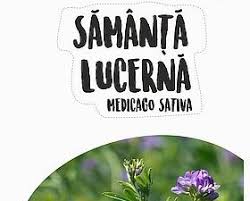 Seminte de lucerna Dobrogea, netratata ,  10 kilograme